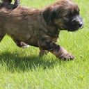 Tibetansk terrier