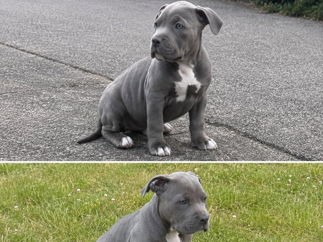 American bully