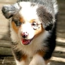 Australian shepherd