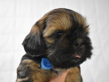 The merry shih-tzu family