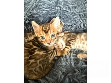 Bengal · Ekerö · SE*ExoticJungleCats