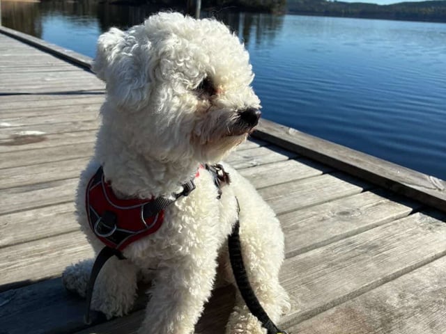 Bichon frisé