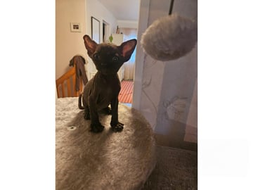 Sphynx · Hudiksvall · SE*Joy Fable