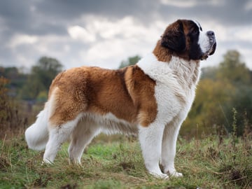 Saint Bernard