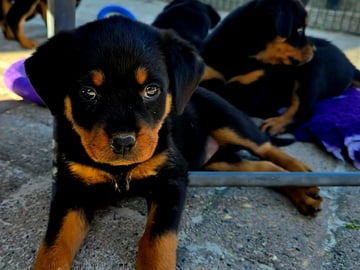 Rottweiler · Klippan · Manfield Farm