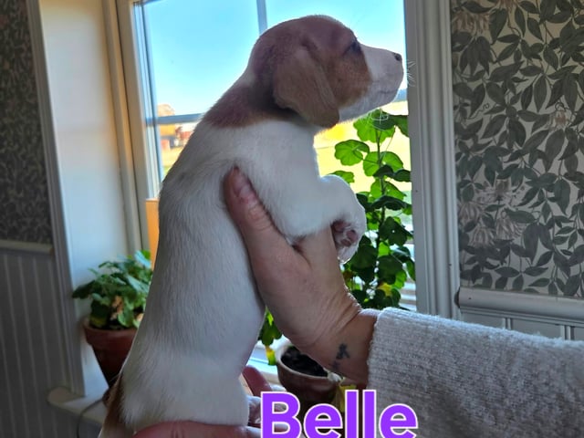 Jack Russell terrier