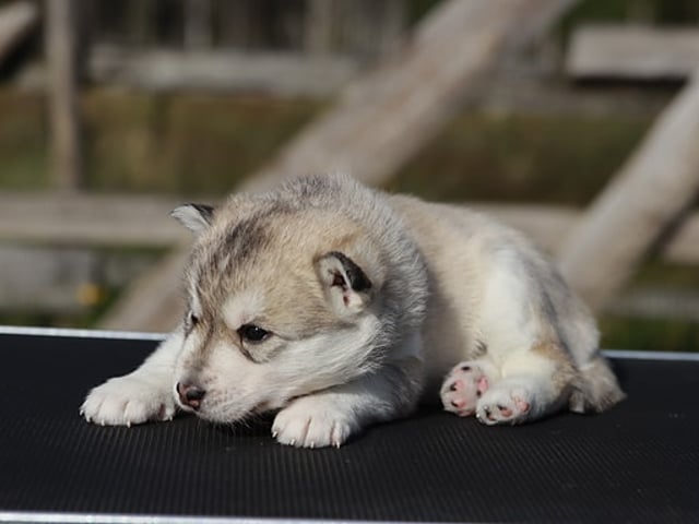 Siberian husky