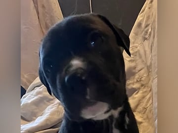 Blandras: American staffordshire terrier, Cane corso, American bully · Enköping · Isabella J.