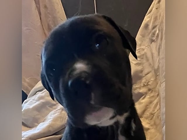 Hundvalp