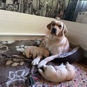Labrador retriever