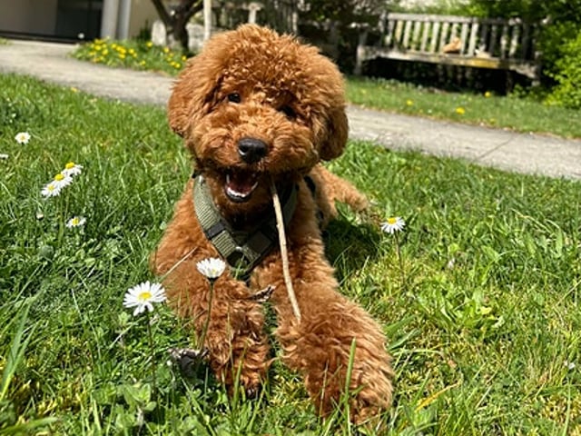 Miniature Poodle · Malm · Malgorzata Sabina Baranek