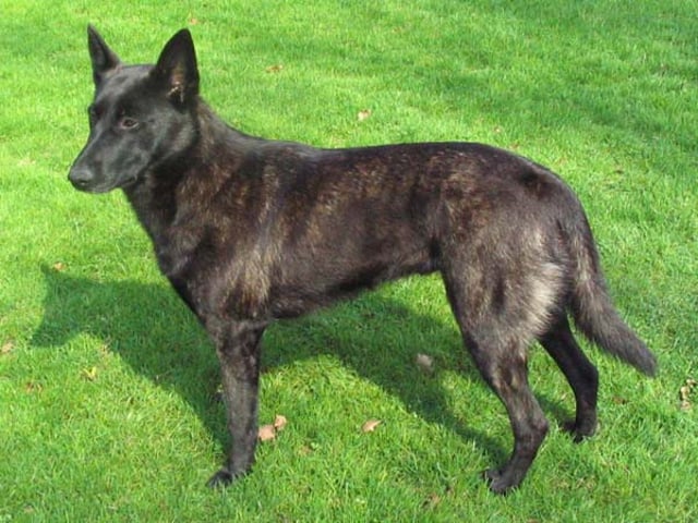 Hollandsk Hyrdehund (Hollandse Herder)