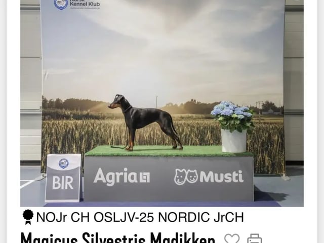 Manchesterterrier