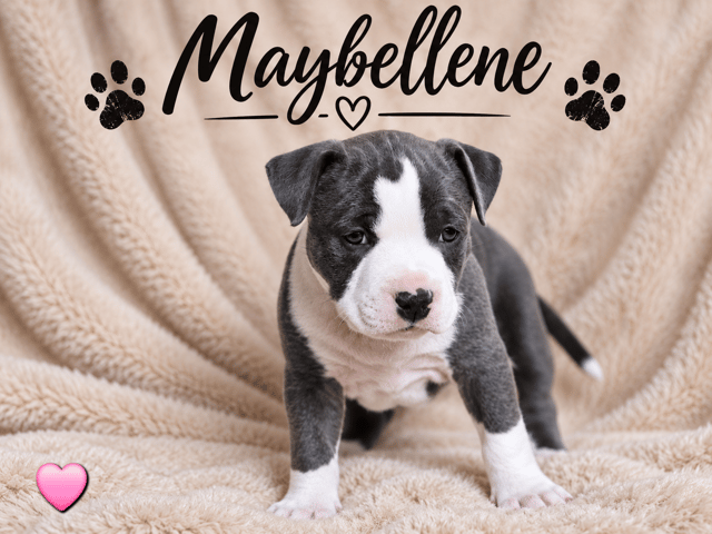 American staffordshire terrier · Härryda · Beatrice Svensson