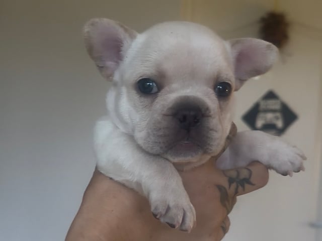 Fransk bulldog · Malmö · Gaso’s kennel