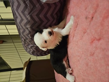 Miniature american shepherd · Son · Bente Andersen