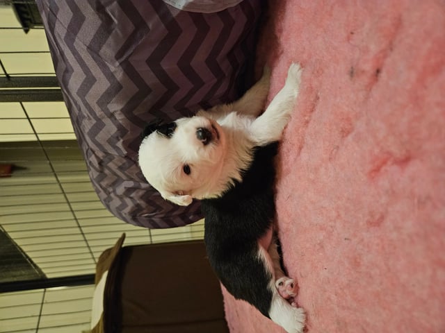 Miniature american shepherd · Son · Bente Andersen