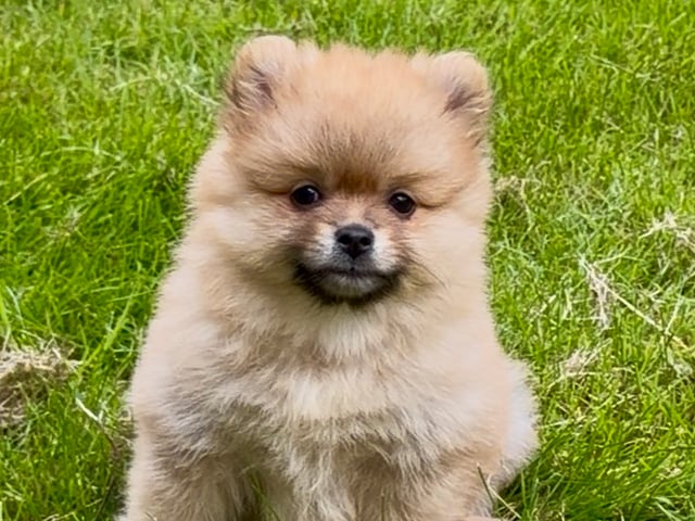 Pomeranian