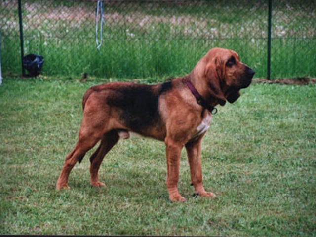 Blodhound