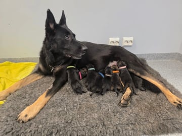 Schæferhund · Saksvik · Hundhamaren