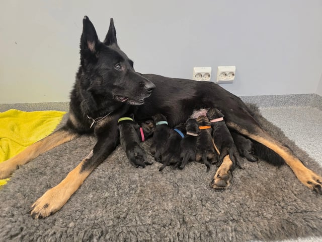 Schæferhund · Saksvik · Hundhamaren