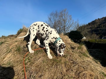 Kennel Shospot