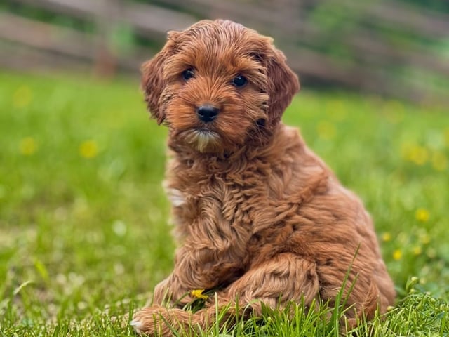 Cockerpoo