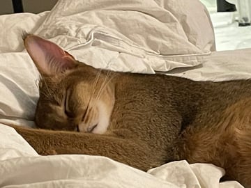 Chausie · Järfälla · Elia Y.