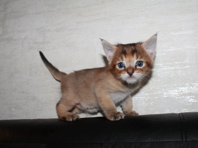 Exotic Shorthair