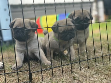 Mops · Linköping · Mixalex