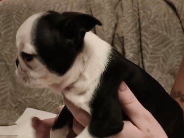 Bostonterrier · Porsgrunn · Cecilie K.