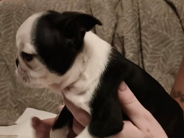 Bostonterrier