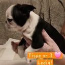 Bostonterrier