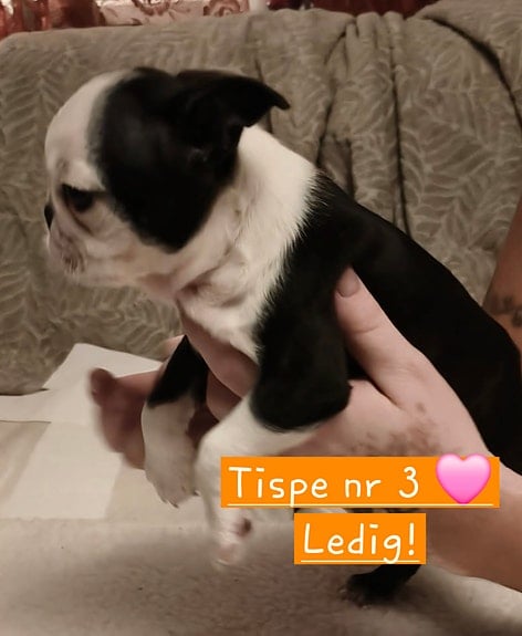 Temperament och personlighet