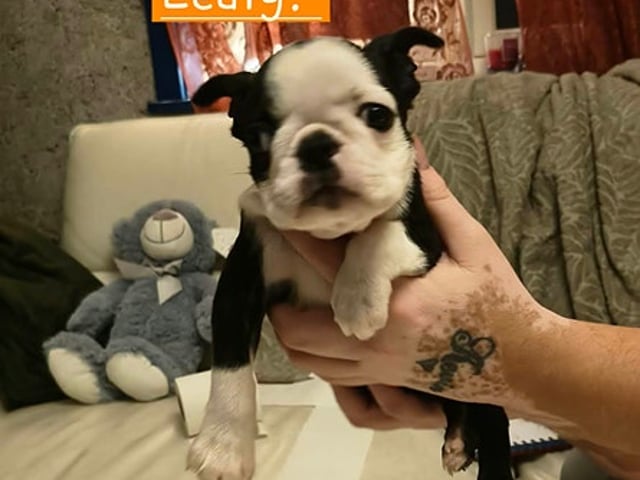Boston Terrier valper selges 🥰