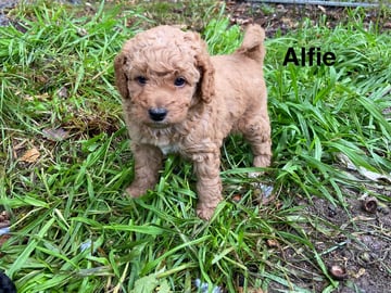 Alfie