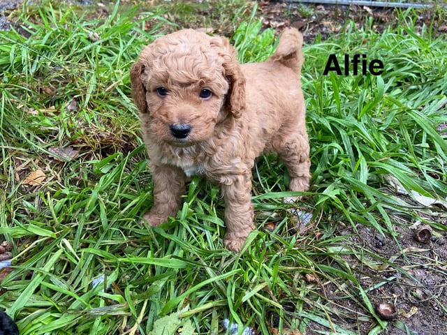 Puppy: Alfie