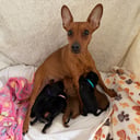 Dvergpinscher