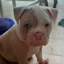Olde English Bulldogge