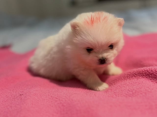 Puppy: Bettyboop