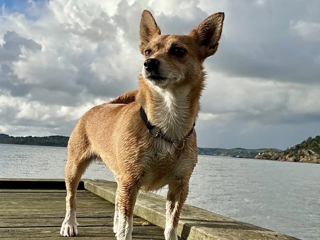 Portuguese Podengo Pequeno · Tjodalyng · Lulubelle