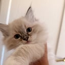 MR