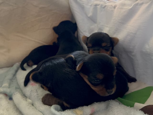 Sweet little Pollys