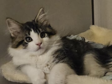 Biscaya BigPawz