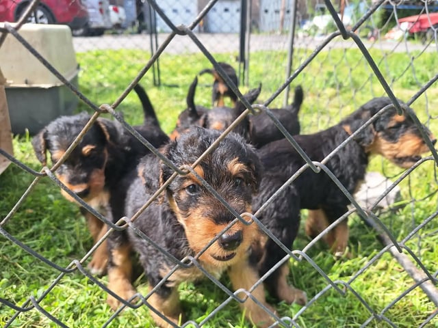 Airedale terrier