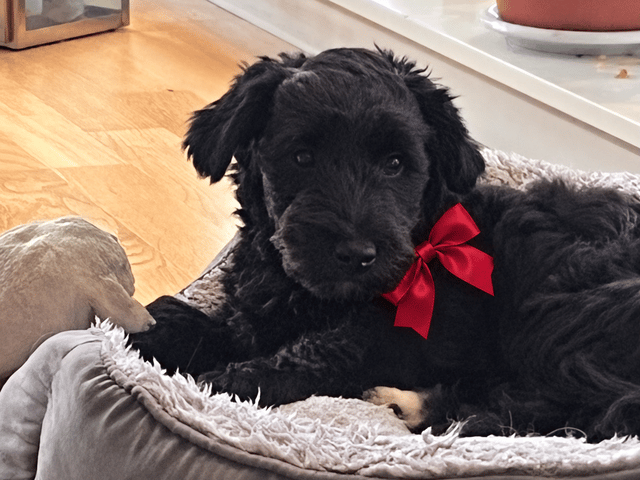 Bichon havanais · Sexdrega · Goldfly’s
