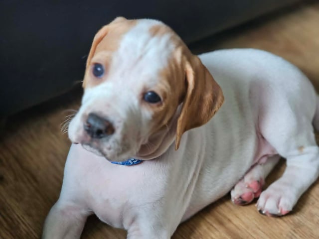 Pointer