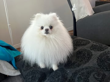 Pomeranian · Ljusterö · Björkarbo