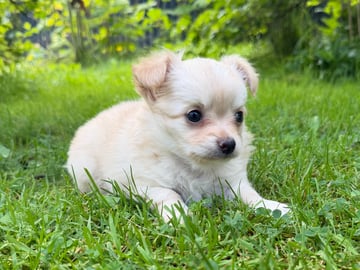 Chihuahua · Bergsjö · Valp