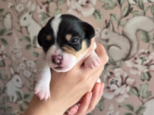 Dansk-svensk gårdhund · Båstad · Marinette Santesson